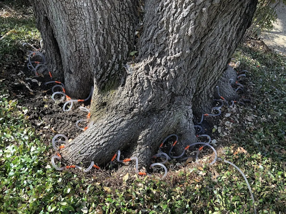 Detailed Tree Cabling and Bracing job site in Jefferson
